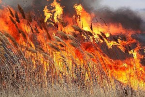 
                    Павлодарские пожарные больше шести часов боролись с возгоранием камыша и сухой травы
                