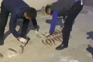 
                    Житель Кызылорды задержан за незаконный отстрел сайги
                