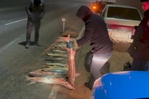 
                    Более 120 килограммов осетра изъяли полицейские у браконьера в Мангыстау
                