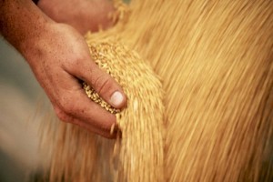 
                    Экспортные цены на пшеницу и меслин выросли на 10% за месяц
                