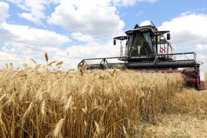 
                    В Казахстане убрано порядка 70% площади зерновых - Минсельхоз РК
                