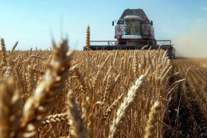 
                    В Минсельхозе РК заявили, что убрано больше половины урожая зерновых
                