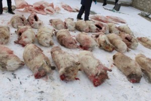 
                    26 обезглавленных туш сайгаков изъято у жителя Кызылординской области
                