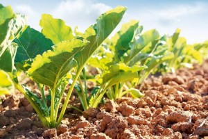 
                    В каких областях  РК ожидаются высокие урожаи сахарной свеклы и кукурузы
                