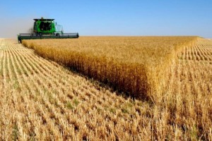 Сколько пшеницы соберут в 2022 году - прогноз Минсельхоза РК