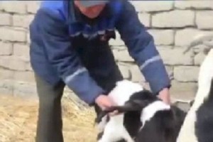 
                    В Узбекистане родился крылатый теленок
                