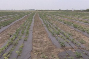 
                    Половина поливной воды в Казахстане не доходит до полей
                