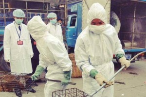 
                    Эксперты ВОЗ не обнаружили на уханьском рынке источника COVID-19
                