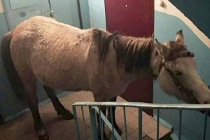 Лошадь в подъезде шокировала жителей дома в Карагандинской области
