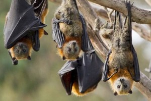 
                    Названы 11 симптомов вируса Nipah, который может привести к следующей пандемии
                