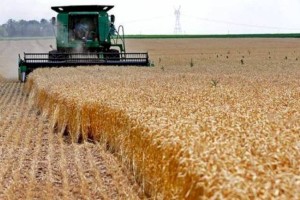 
                    О собранном урожае зерновых и зернобобовых рассказали в МСХ РК
                