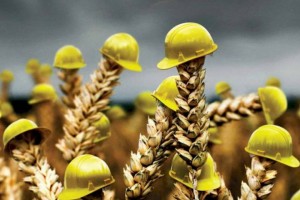 Что изменилось с внедрением новой системы страхования в АПК
