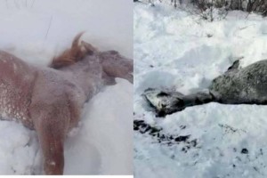 
                    В ВКО грузовой поезд сбил лошадей
                