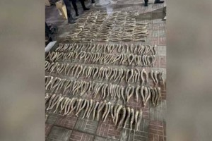 
                    Полицейские изъяли у жителя Алматы порядка 500 сайгачих рогов
                