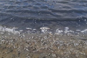 По факту гибели рыбы на Капшагайском водохранилище возбуждено уголовное дело