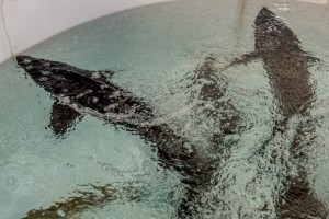 
                    Рыбоводство все больше становится драйвером экономики Алматинской области
                