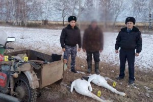 
                    В Акмолинской области задержан браконьер, застреливший пару краснокнижных лебедей
                