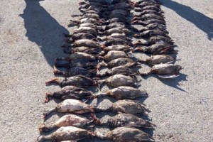 
                    Кызылординские полицейские изъяли у браконьеров 63 тушки дикой утки
                