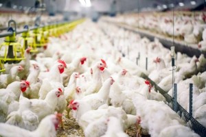 
                    В Казахстане выросло число действующих птицефабрик
                