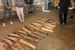 В Атырауской области незаконно выловили порядка 300 кг осетра