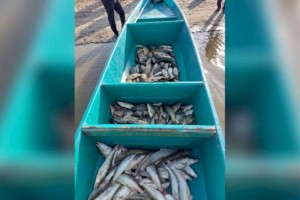 Полицейские изъяли около двух тонн незаконно добытой рыбы в Атырауской области