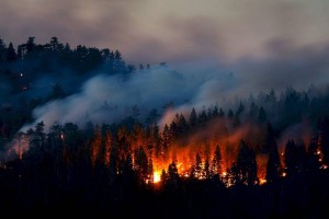 
                    Более 5 тысяч лесных пожаров и пожарных тревог зафиксировано в РК за год
                