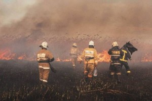 
                    Крупный пожар произошел в пойме реки Иртыш в Павлодарской области
                