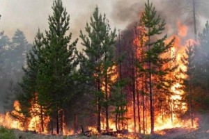 
                    В связи с пожаром в Костанайской области открыта горячая линия для нуждающихся
                