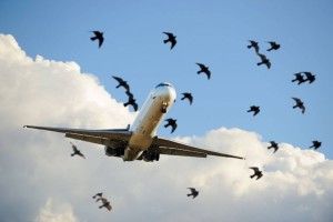 
                    Сотый случай столкновения с птицами зафиксировали в Air Astana с начала этого года
                