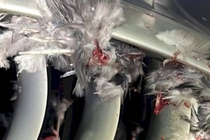 
                    В оба двигателя летевшего из Алматы в Нур-Султан самолета попали птицы
                