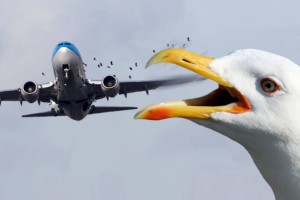 
                    Птица попала в авиалайнер Air Astana, в закрылке образовалась вмятина
                