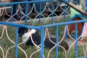 
                    Полицейский пострадал, спасая женщину от агрессивного алабая
                