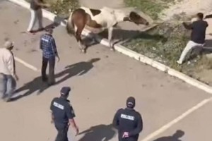 
                    Бесхозные лошади гуляли по Нур-Султану
                
