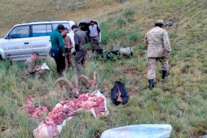 
                    Иностранцы незаконно охотились на сибирских горных козлов
                
