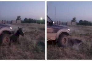 
                    Водитель внедорожника умышленно давил лошадь в Алматинской области
                