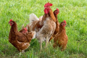 
                    В Костанайской области сельчане жалуются на массовый падеж кур
                