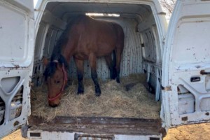 
                    Обезврежена крупная банда скотокрадов, похитившая более 160 голов скота
                
