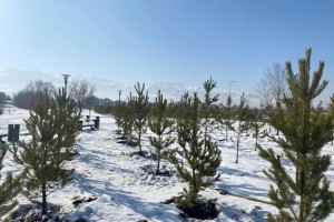 В Алматы началась весенняя посадка зеленых насаждений