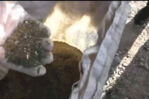 
                    200 кг марихуаны пытались вывезти из Жамбылской области
                