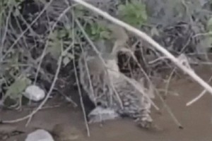 
                    Прохожий вытащил раненую лису из реки близ Алматы
                