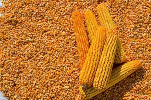 В Китае начали принимать продовольственные грузы из Казахстана