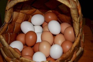 
                    В каких регионах РК больше всего подорожали куриные яйца
                
