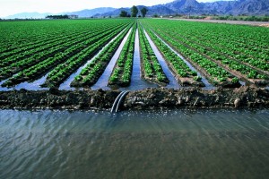 
                    Чем расплатится Казахстан с соседями за поливную воду
                