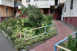 Как выглядит лучший палисадник Медеуского района