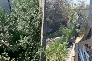 
                    Плантацию марихуаны организовали у себя во дворе братья в Алматы
                
