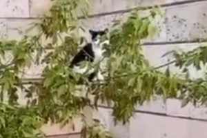 Спасение котенка умилило кокшетауцев