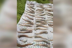 Полицейские Алматы пресекли крупную партию сбыта рогов сайги