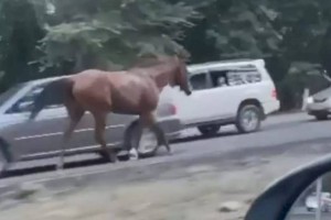 
                    Владельца замеченных на трассе Алматы — Бишкек лошадей привлекли к ответственности
                