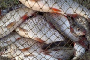
                    Более 80 кг рыбы изъяли у браконьеров в Алматинской области
                