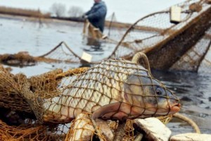 
                    Почти 200 килограммов рыбы изъяли у браконьеров в Алматинской области
                